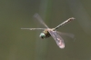 J16_0570 Cordulia aenaea in flight